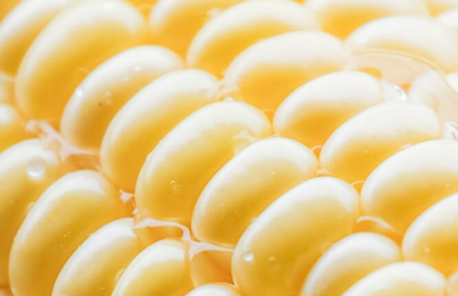 大きな粒のそろったコーンの写真