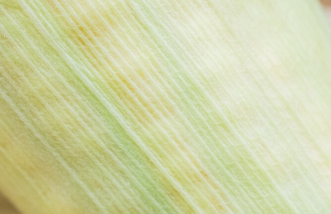 皮の下に粒が透けてみえるコーンの写真