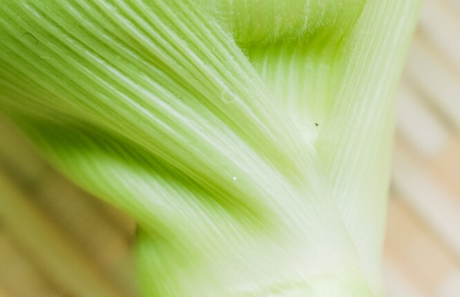 鮮やかな薄緑色をしたコーンの付け根部分の写真
