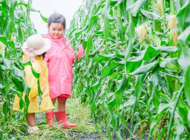 コーン畑に立っておしゃべりする子供たちの写真