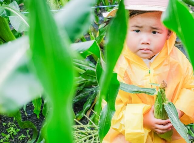 両手にコーンを握った女の子の写真