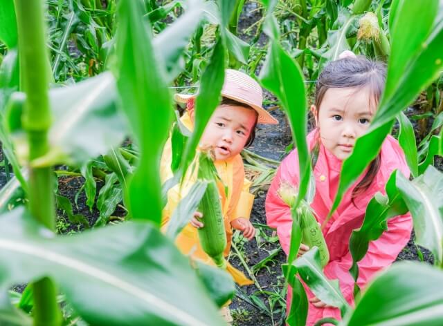 コーン畑からこちらを覗く子供たちの写真