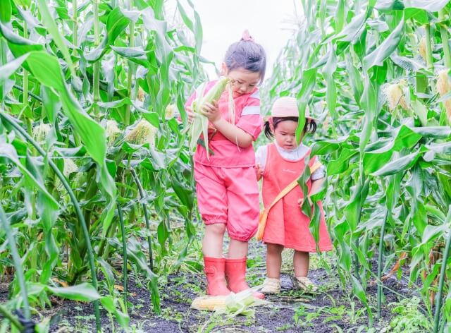 コーン畑で並ぶ子供たちの写真