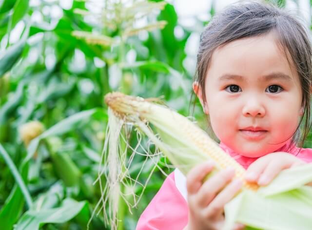 コーンを差し出す女の子の写真