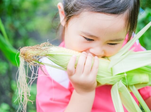 コーンにかぶりつく女の子の写真